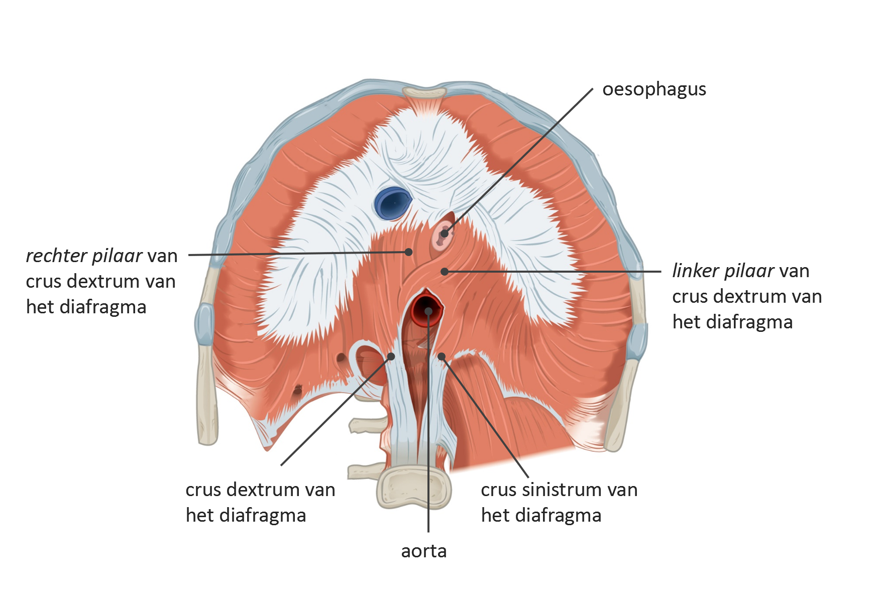 OpenStax AnatPhys fig.11.17 The Diaphragm and crura Latin, Dutch